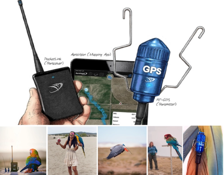 bird GPS tracking device