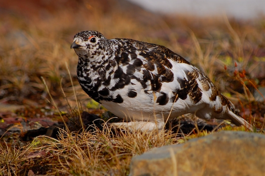 Birds of Glacier National Park