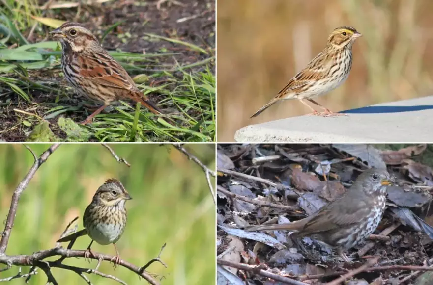 seasonal birds California