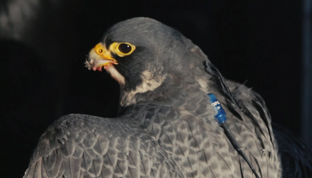 GPS tracker for falconry GPS tracker for falconry