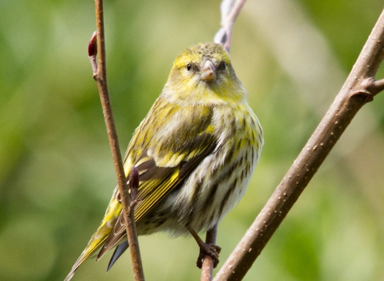bird behavior in wet weather