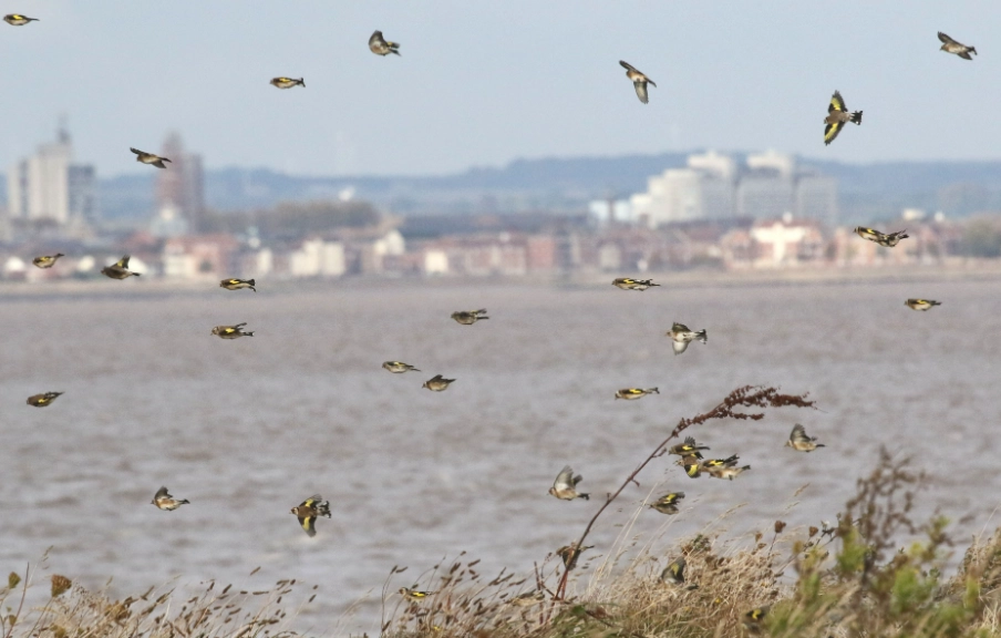 birding in windy conditions