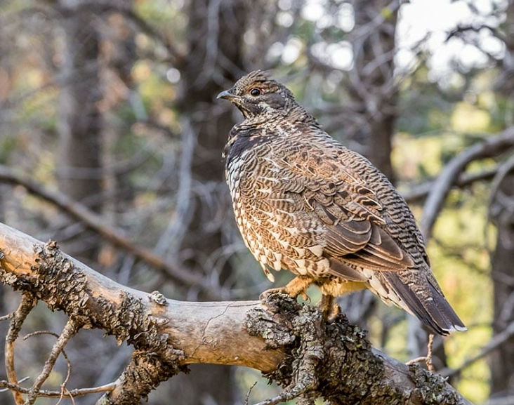 best time to bird Glacier
