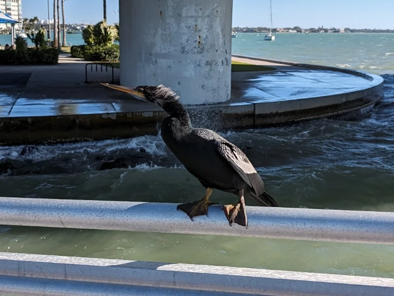 birding in windy conditions