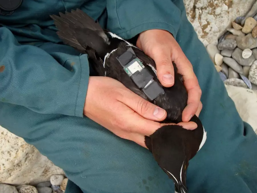 avian telemetry