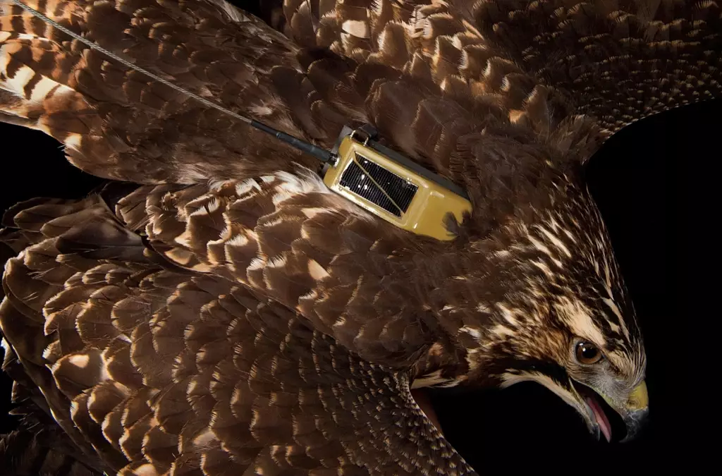 miniature bird tracker