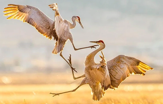 Audubon birding ethics