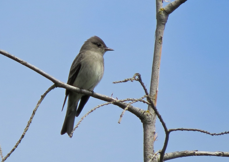 responsible birdwatching