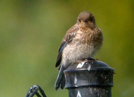digiscoping for beginners digiscoping for beginners