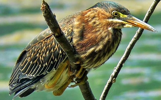 Digiscoping bird photography