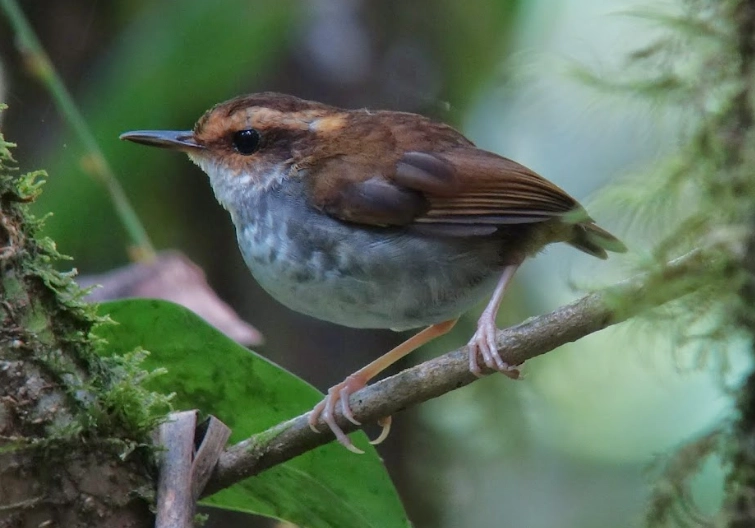 digiscoping photography