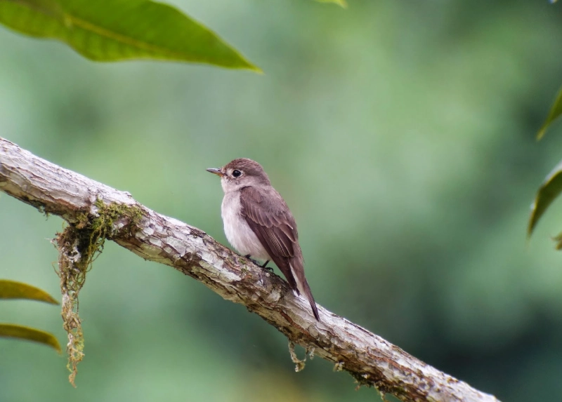 digiscoping adapter