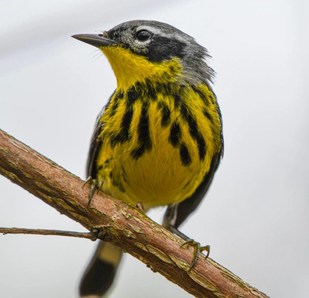 best birding spots Ohio