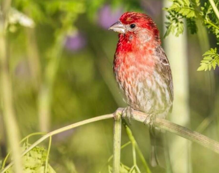 best birding spots Ohio