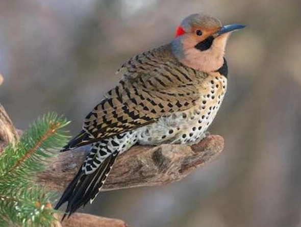 Ohio birding guide