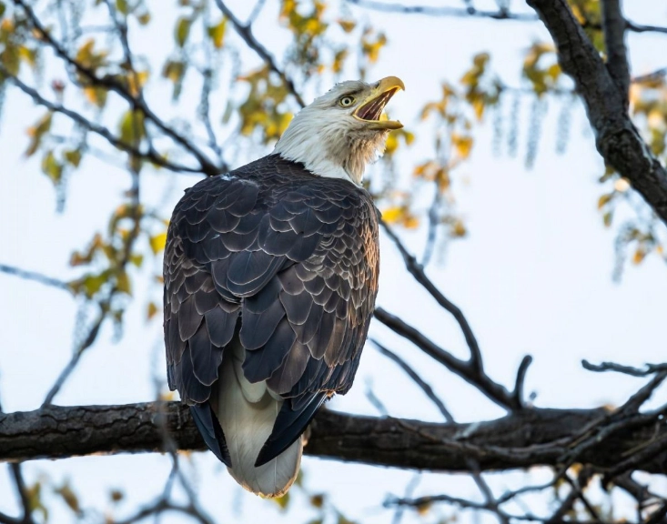 Ohio birding guide