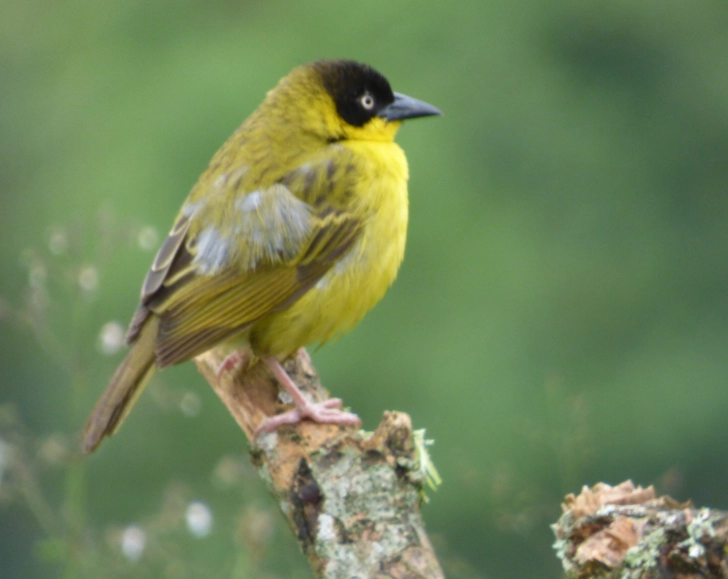 birding hotspots map