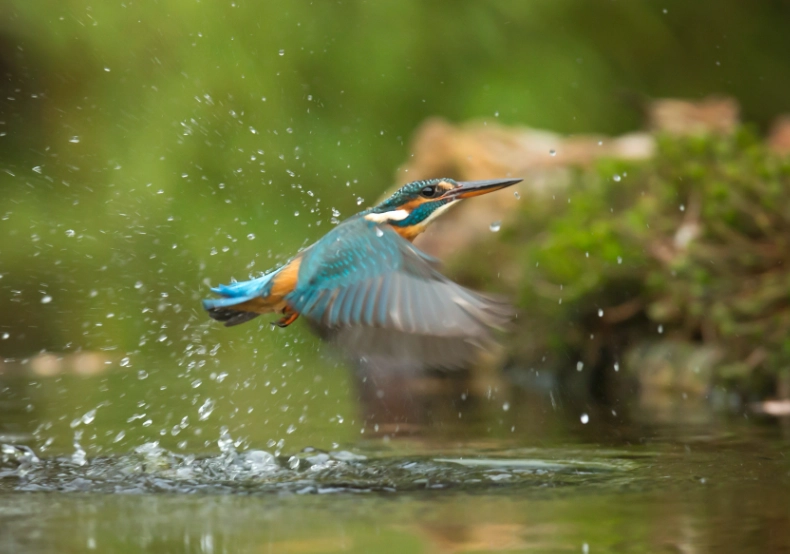 birding trip planning